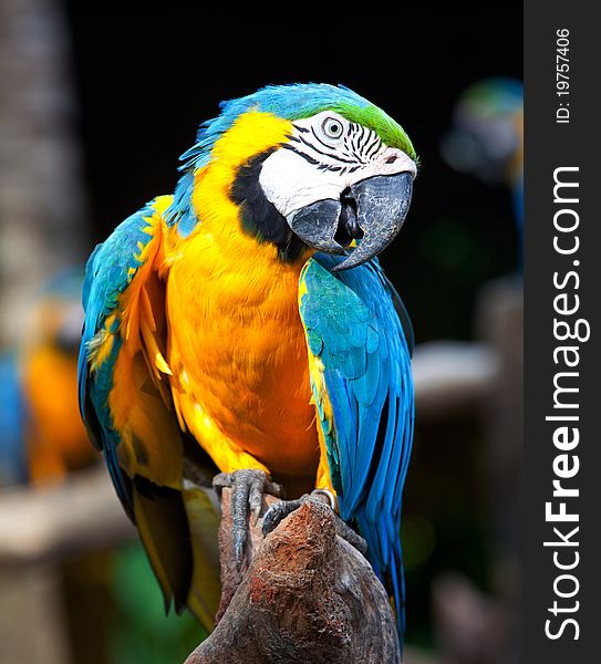 Colorful macaw sitting in a tree