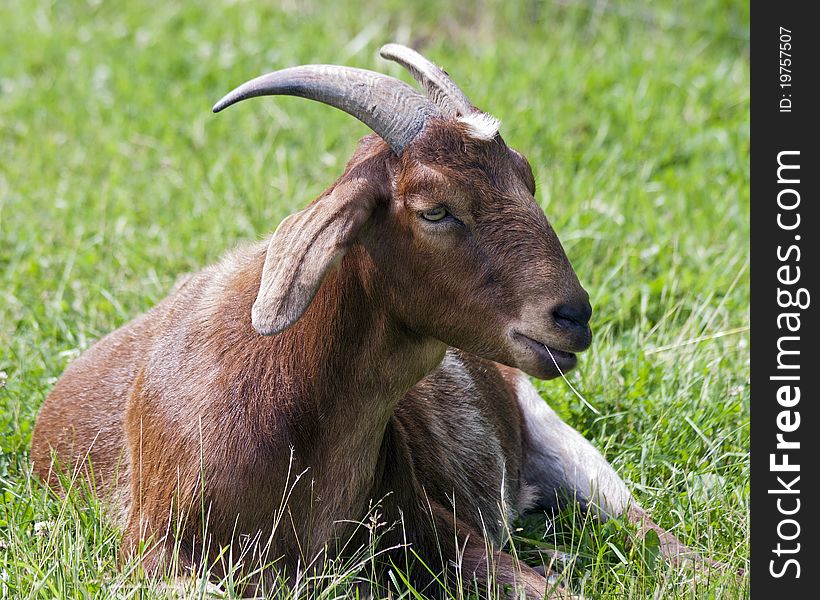 Goat resting in a field. Goat resting in a field