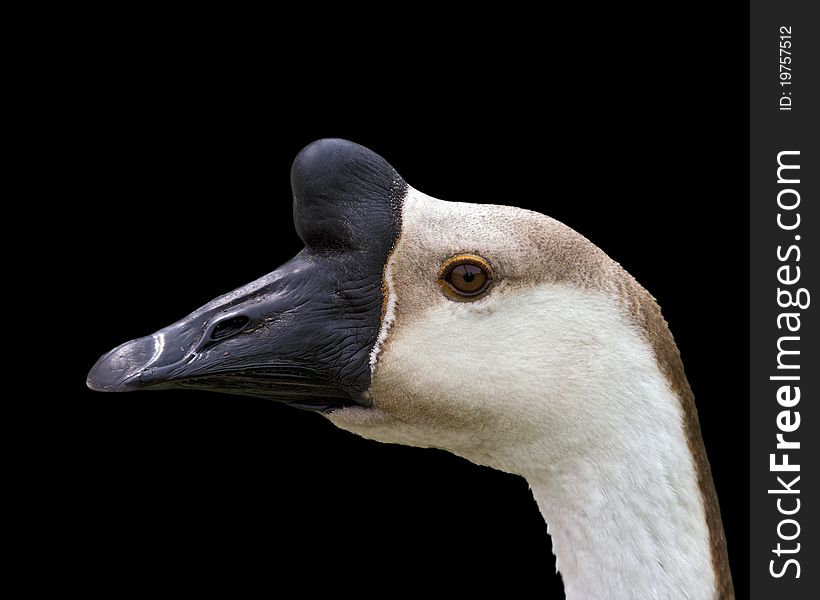 Portrait of a goose against a black background. Portrait of a goose against a black background