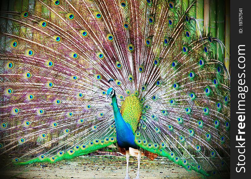 Portrait of beautiful peacock with feathers out