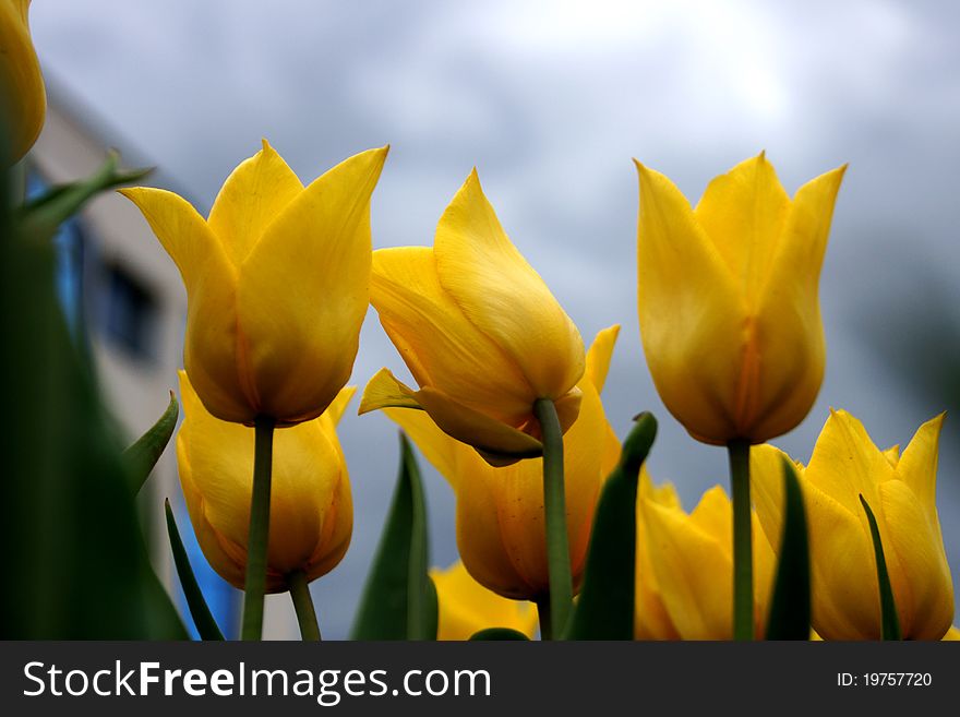 Three tulips under the sky