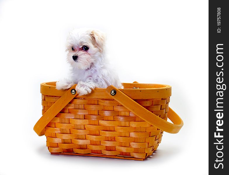 Maltese Puppy in basket isolated on white background