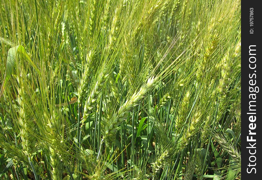 Green field of wheat in India