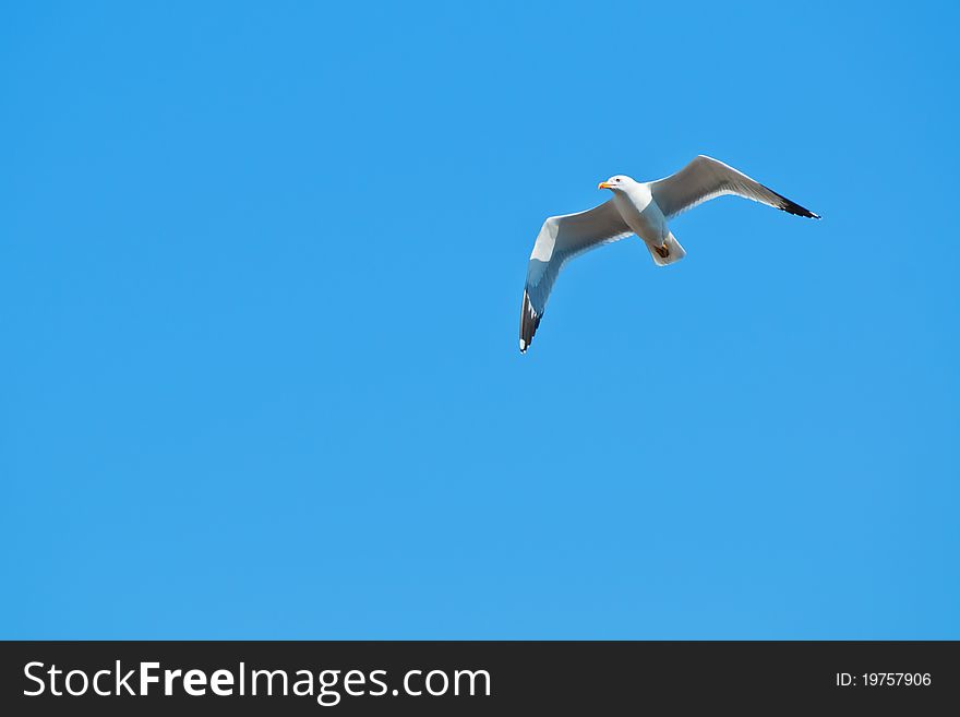 A photo of a flying seagull and blue sky. A photo of a flying seagull and blue sky
