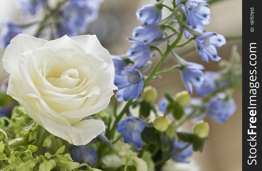 Exquisite White Rose