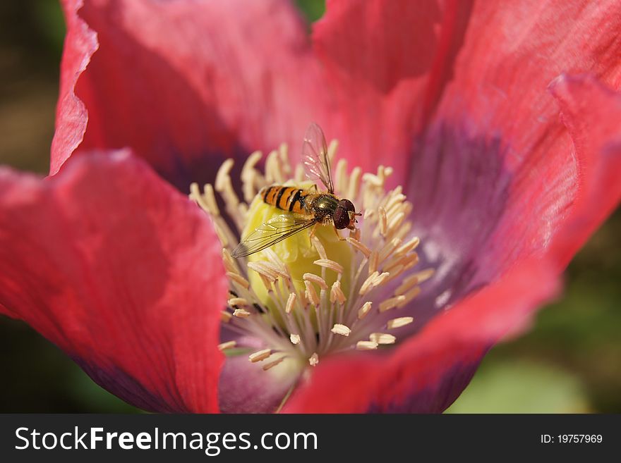 Hoverfly in Red Poppy