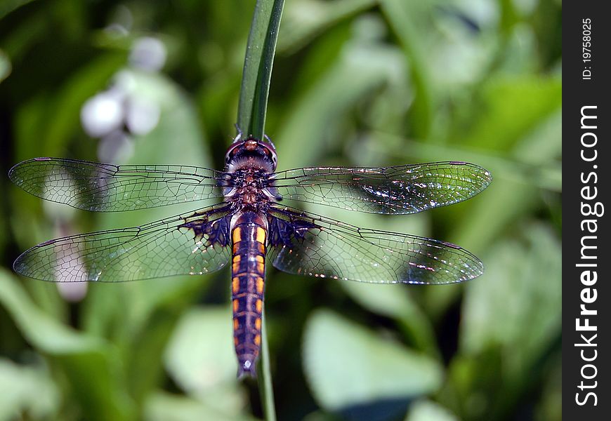 Close up of a dragonfly. Close up of a dragonfly.