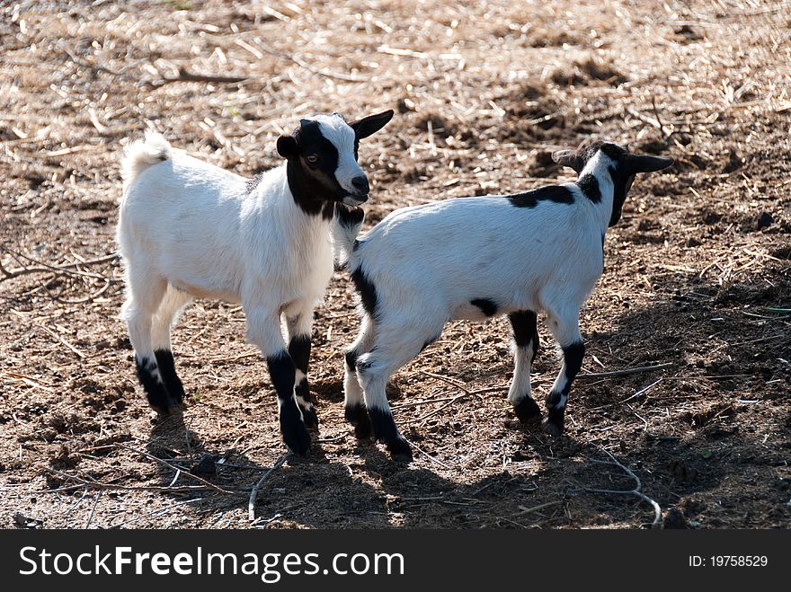 Pair of small goats in Tuscany