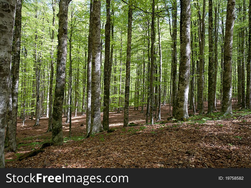 Forest typical of the Mount Amiata in Grosseto, Tuscany. Forest typical of the Mount Amiata in Grosseto, Tuscany
