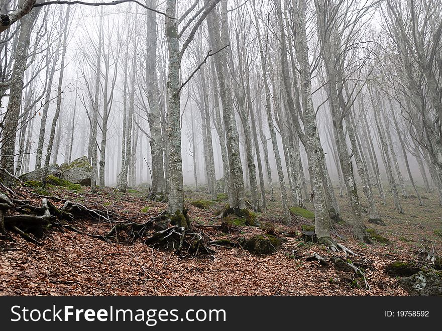 Forest on Mount Amiata in Grosseto in the fog. Forest on Mount Amiata in Grosseto in the fog