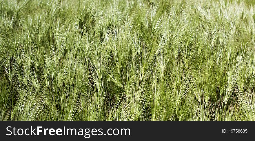 Green field of rye. Close-up