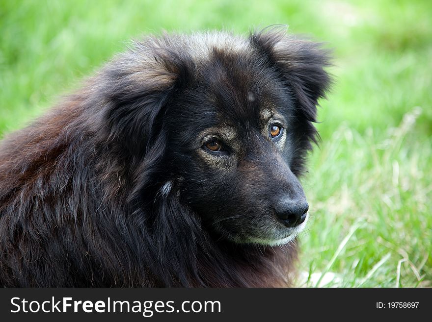 Portrait of a long-haired dog guard against the background of green grass