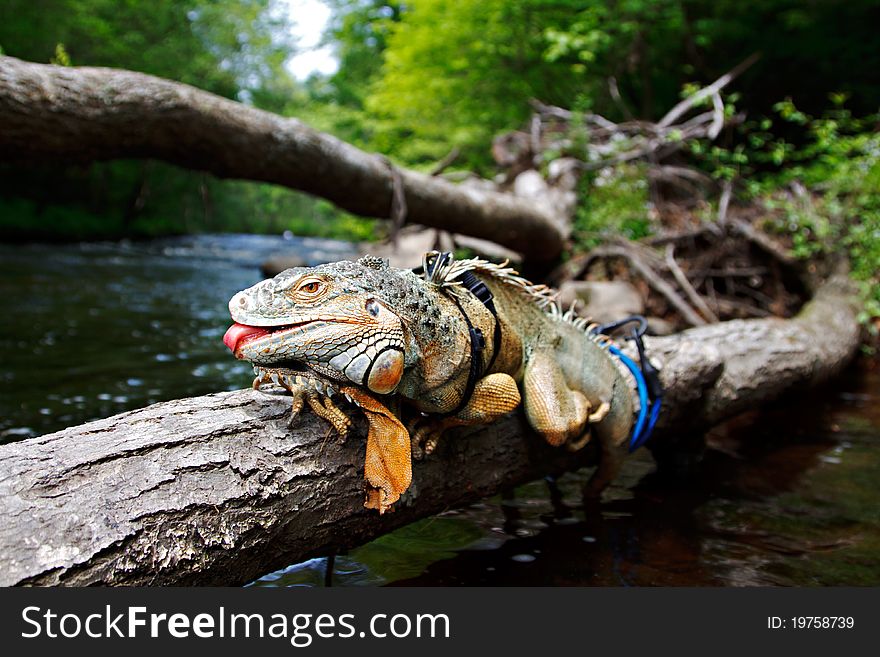 A pet iguana in a harness sticks its tongue out.