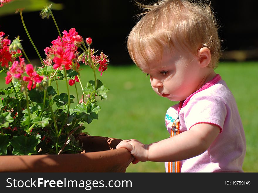 A toddler holds onto a pot and looks at geraniums on a sunny day. A toddler holds onto a pot and looks at geraniums on a sunny day.