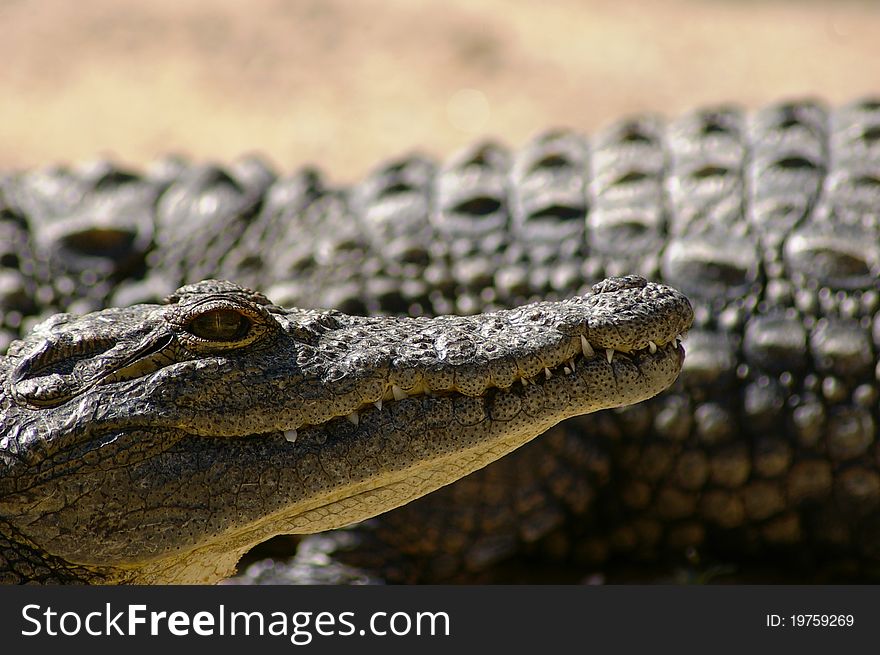 Closeup photo of a nile crocodile