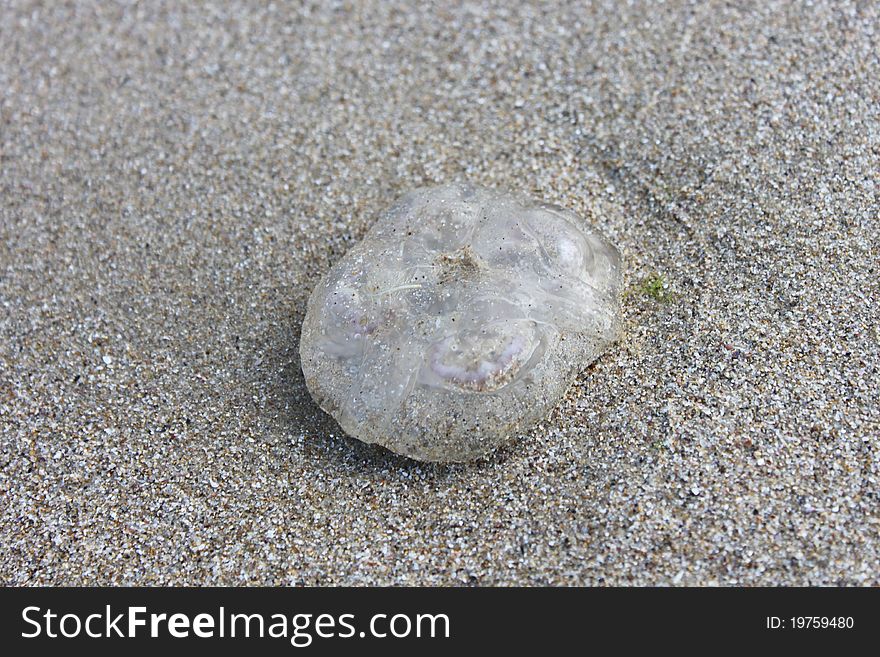 The transparent jellyfish is on the sand. The transparent jellyfish is on the sand