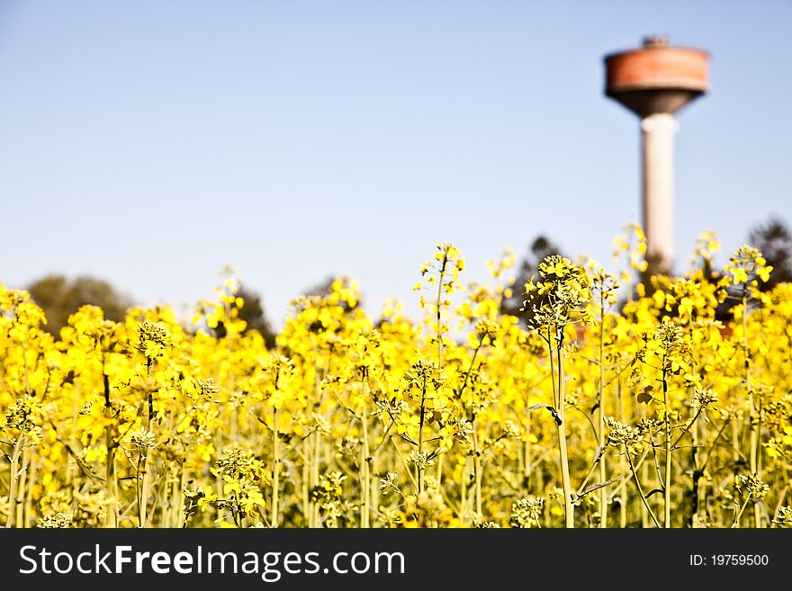 Water tower in a field of yellow flowers during spring season. Water tower in a field of yellow flowers during spring season
