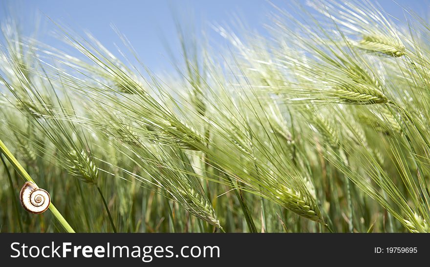 Snail on a stalk in a field of rye