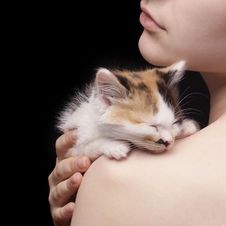 Tricolor Kitten Royalty Free Stock Images