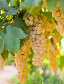 Yellow Grapes In The Vineyard Royalty Free Stock Image