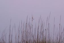 Sea Oats Royalty Free Stock Images