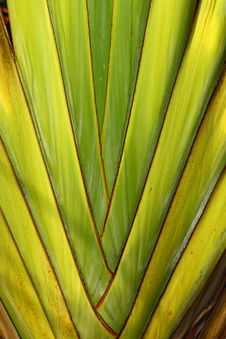 Palm Texture Royalty Free Stock Images Palm Texture Royalty Free Stock Images