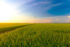 Paddy Field In The Morning Royalty Free Stock Images Paddy Field In The Morning Royalty Free Stock Images