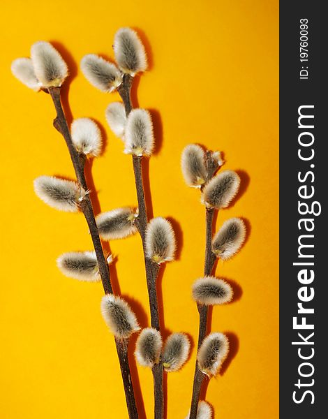 Spring flowering branches of willow