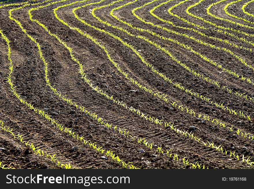 Field of maize seedlings with newborn. Field of maize seedlings with newborn