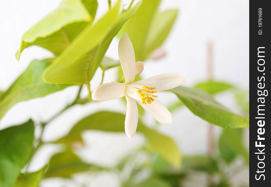 Citrus flower on a background