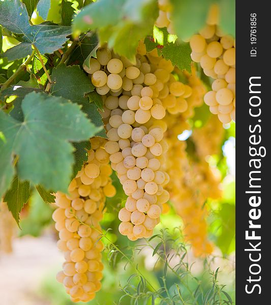 Closeup image of juicy ripe yellow grapes on a vine. Closeup image of juicy ripe yellow grapes on a vine