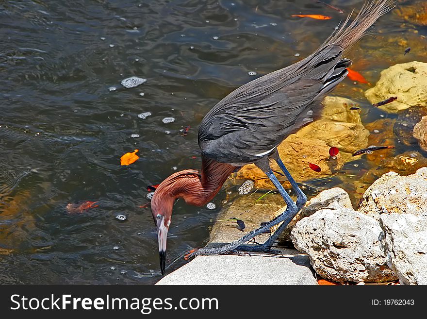 Reddish Egret