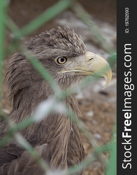 A sea eagle is kept in the cage in the zoo