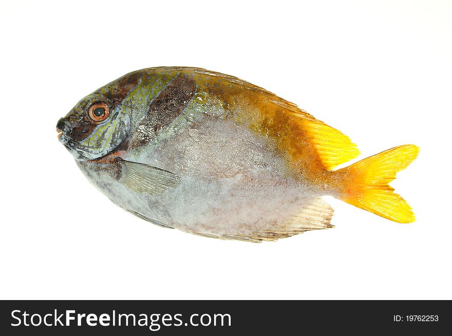 Fresh Trevally Fish Ready For Cooking. Image Is Isolated On White Background