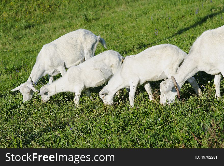 Some goats and sheep eating grass on a field. Some goats and sheep eating grass on a field