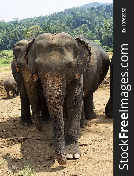 Elephants at Elephant Orphanage in Pinnawela, Sri Lanka
