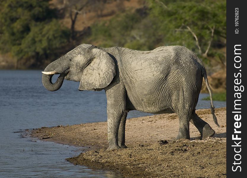Elephant at water drinking on the Chobe river in Botswana, Africa