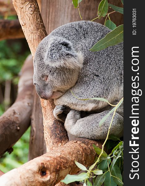 Sleepy koala bear naps through the day.