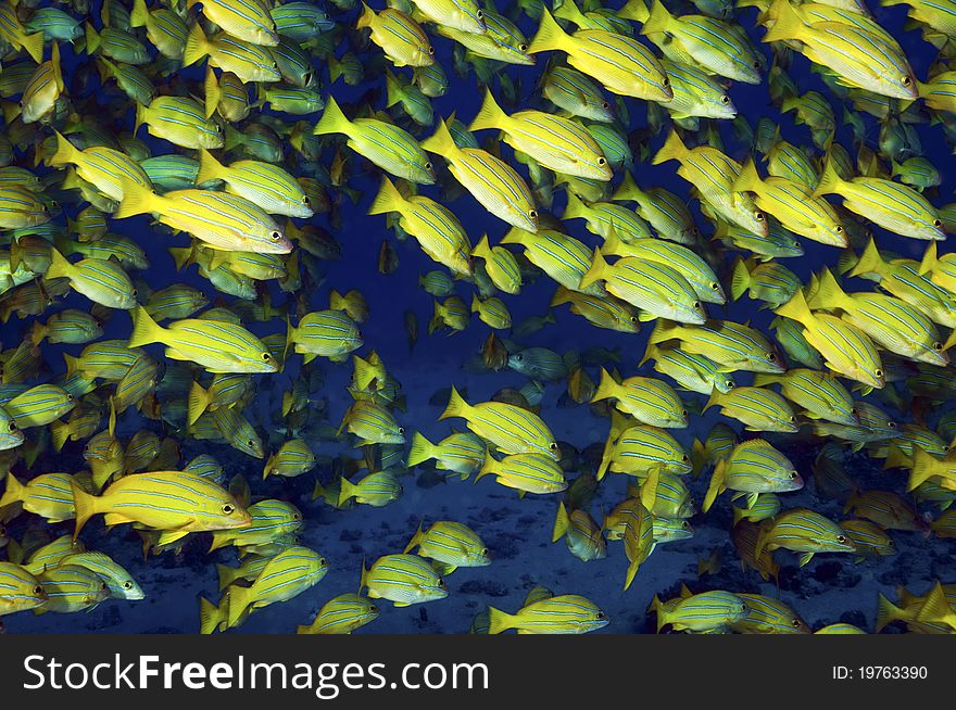 A school of blue striped snappers of the coast of Hawaii. A school of blue striped snappers of the coast of Hawaii