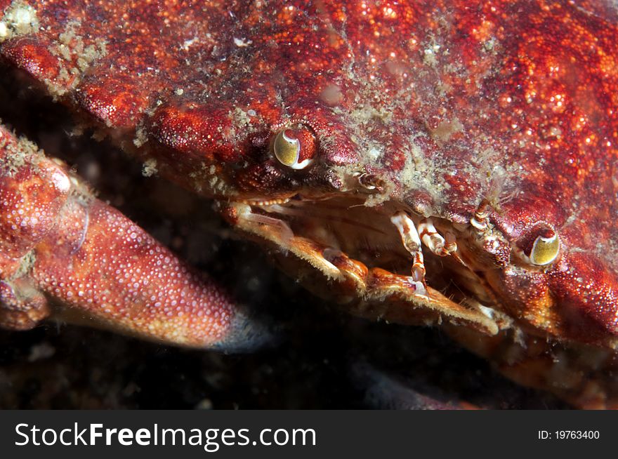 A close up of a red rock crab. A close up of a red rock crab