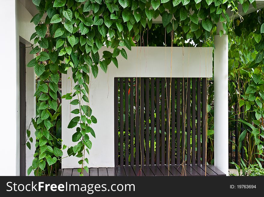 Vine and small green leaf. Vine and small green leaf