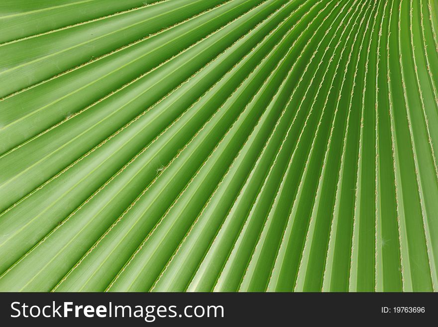 Texture and detail of palm leaves