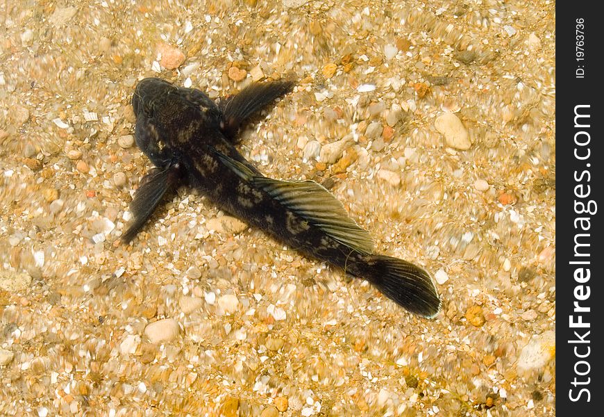 Bullhead on the seabed (top view). Bullhead on the seabed (top view).