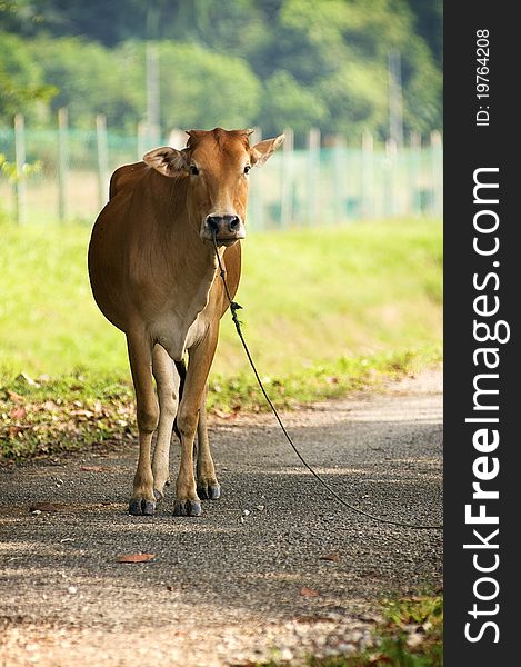 Brown cow stand on the road staring with rope at her nose isolated green background
