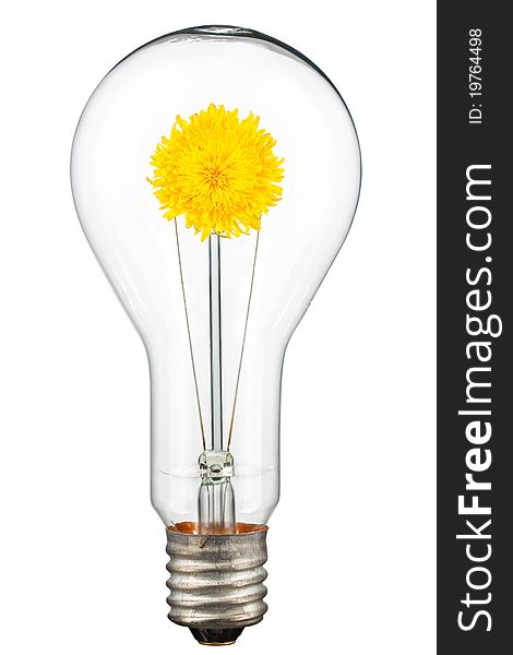 The concept of ecological illumination. A dandelion in a lamp. Isolated on white [with clipping path]. The concept of ecological illumination. A dandelion in a lamp. Isolated on white [with clipping path].