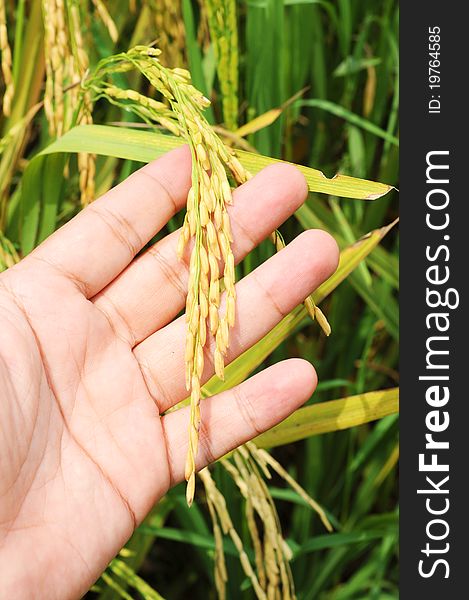 Close up ripe paddy in hand isolated green paddy