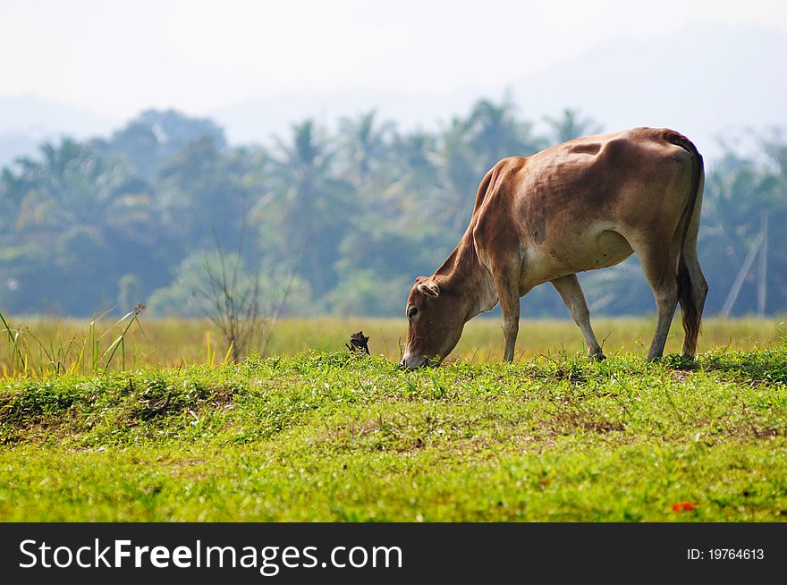 Cow eat grass in morning isolated paddy field. Coconut tree and hill in bokeh at the background.