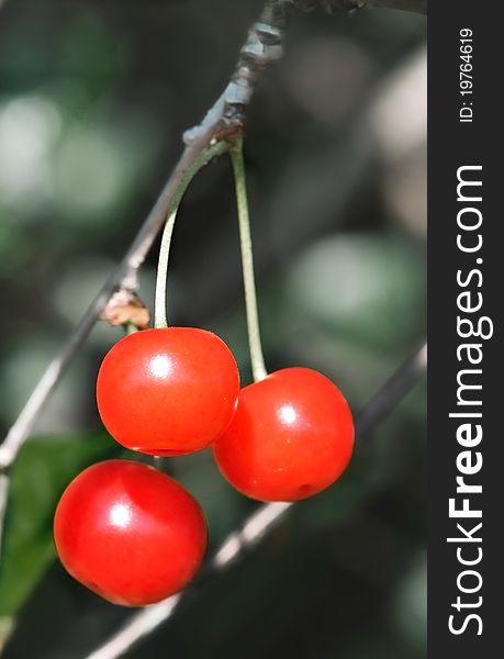 Cherry Red On A Dark Background