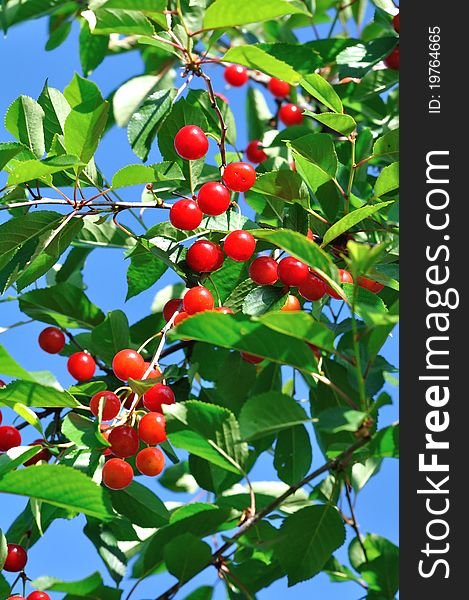 Close to beautiful cherry red in the foliage of a cherry tree