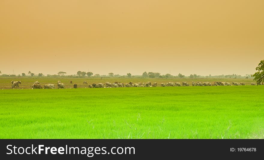 Cornfield and cow in countryside